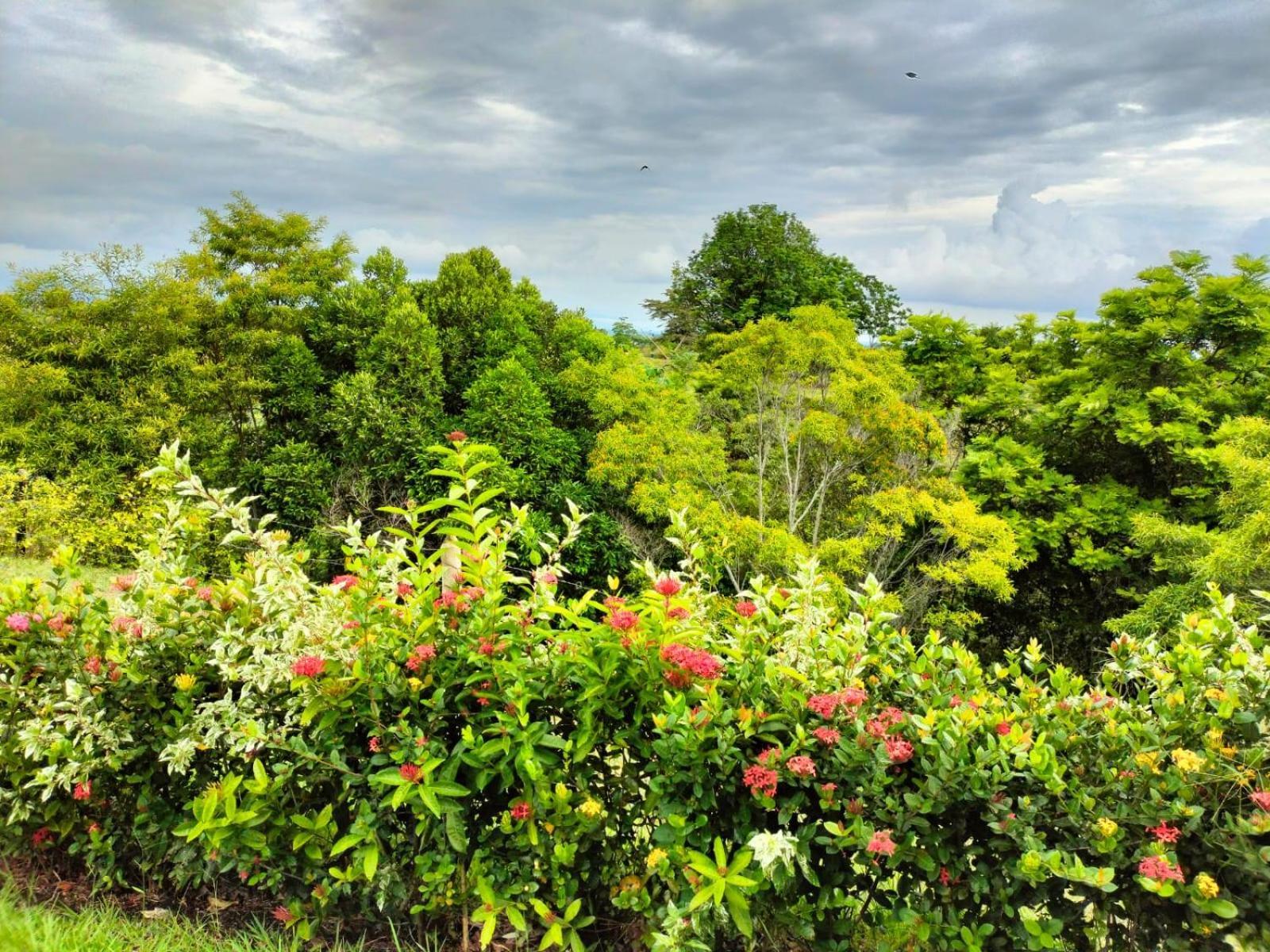 Hotel Arboreo Doradal Εξωτερικό φωτογραφία